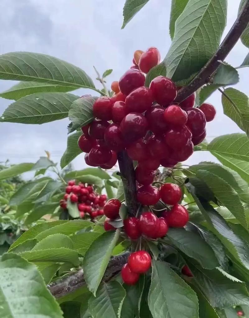 红灯樱桃同期成熟的品种-第2张图片-宁夏农业信息网