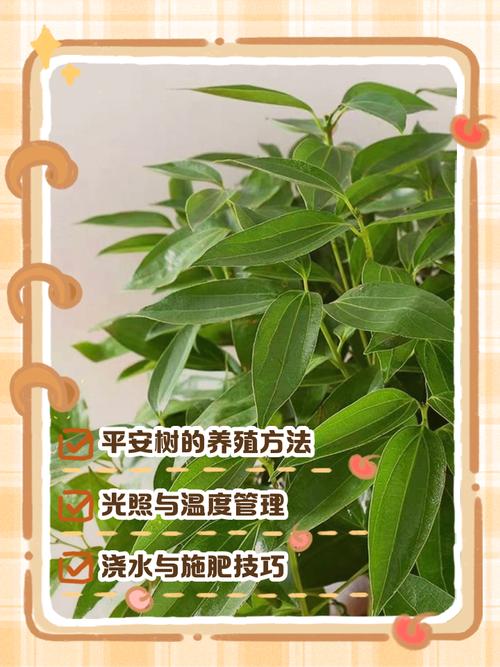 平安树怎么养才茂盛？-第2张图片-宁夏农业信息网