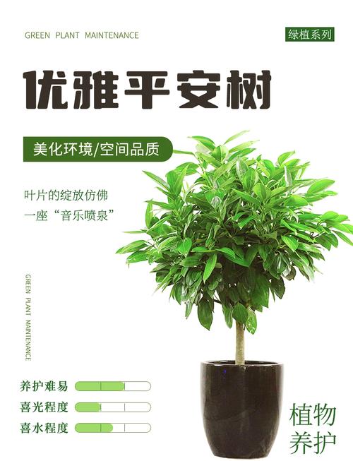 平安树怎么养才茂盛？-第3张图片-宁夏农业信息网