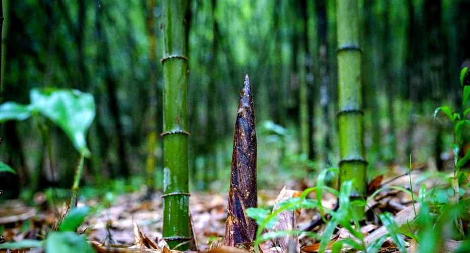 适合北方种植的竹笋品种-第1张图片-宁夏农业信息网