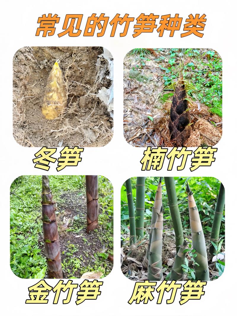 适合北方种植的竹笋品种-第2张图片-宁夏农业信息网