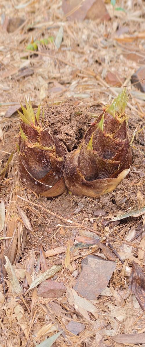 适合北方种植的竹笋品种-第3张图片-宁夏农业信息网