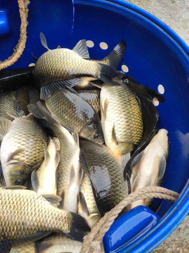 鲫鱼科学养殖方法视频有哪些要点？-第1张图片-宁夏农业信息网