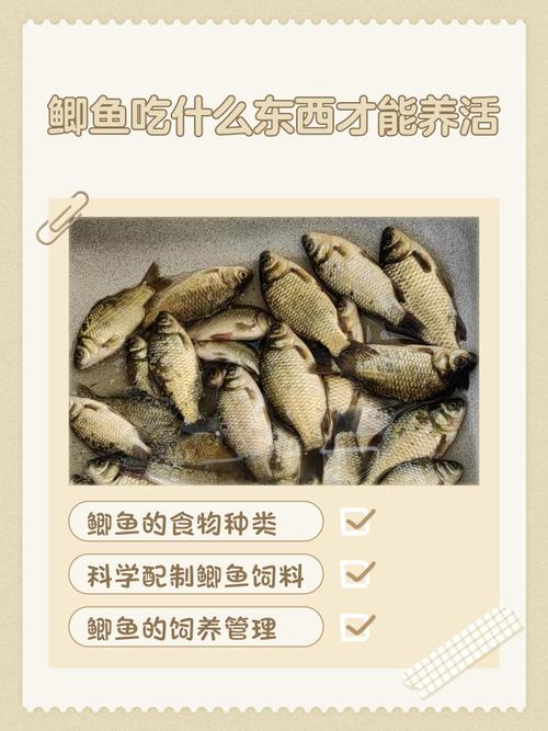 鲫鱼科学养殖方法视频有哪些要点？-第3张图片-宁夏农业信息网