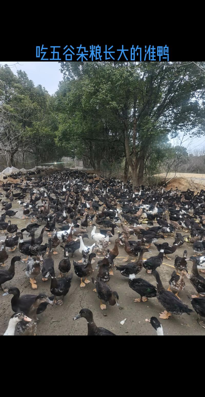 养什么品种鸭子比较赚钱-第1张图片-宁夏农业信息网