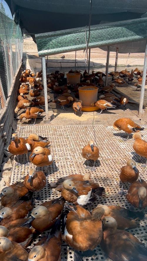 养什么品种鸭子比较赚钱-第2张图片-宁夏农业信息网