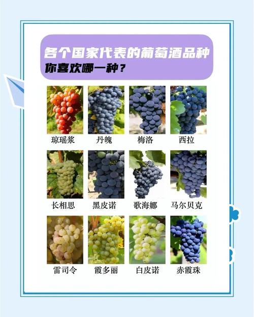 葡萄品种名称有哪些？-第1张图片-宁夏农业信息网