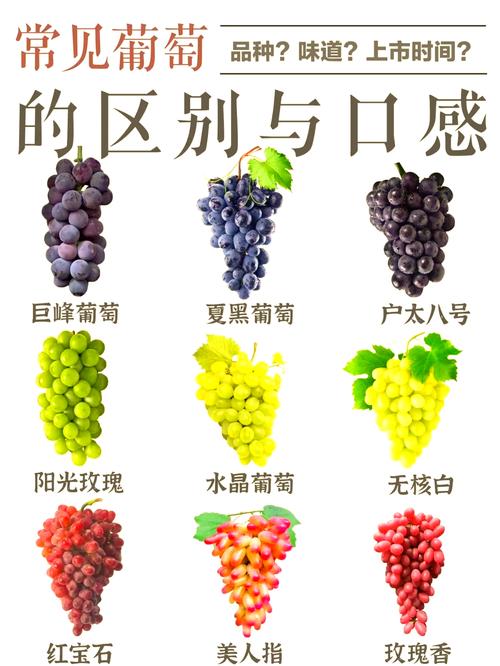 葡萄品种名称有哪些？-第3张图片-宁夏农业信息网