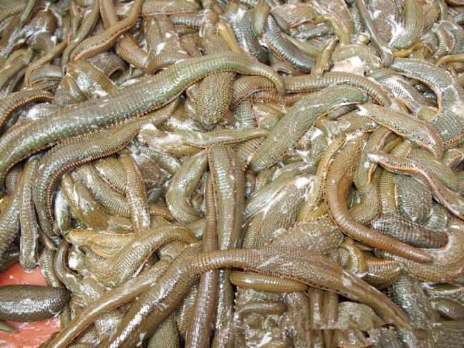 柬埔寨水产养殖有哪些种类？-第1张图片-宁夏农业信息网