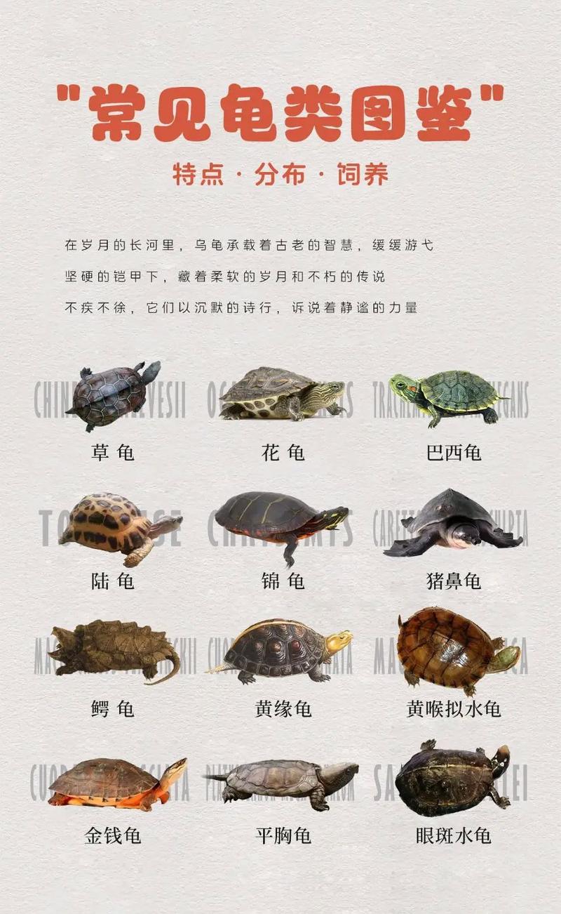 辽宁乌龟品种有哪些？-第1张图片-宁夏农业信息网