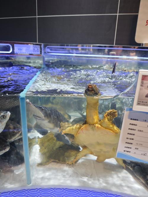 超市水产养殖怎么不死-第1张图片-宁夏农业信息网