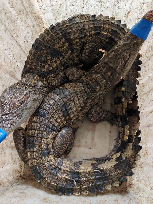 中国养殖鳄鱼品种有哪些?-第1张图片-宁夏农业信息网 中国养殖鳄鱼品种有哪些?-第1张图片-宁夏农业信息网