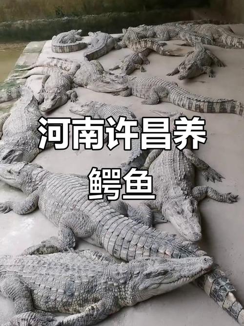 中国养殖鳄鱼品种有哪些?-第2张图片-宁夏农业信息网 中国养殖鳄鱼品种有哪些?-第2张图片-宁夏农业信息网