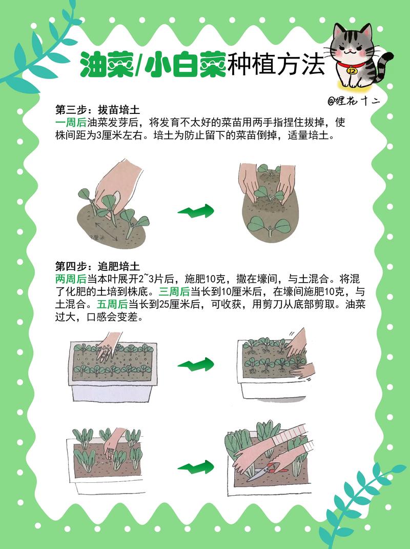 种菜常见问题有哪些？解决方法是什么？-第1张图片-宁夏农业信息网