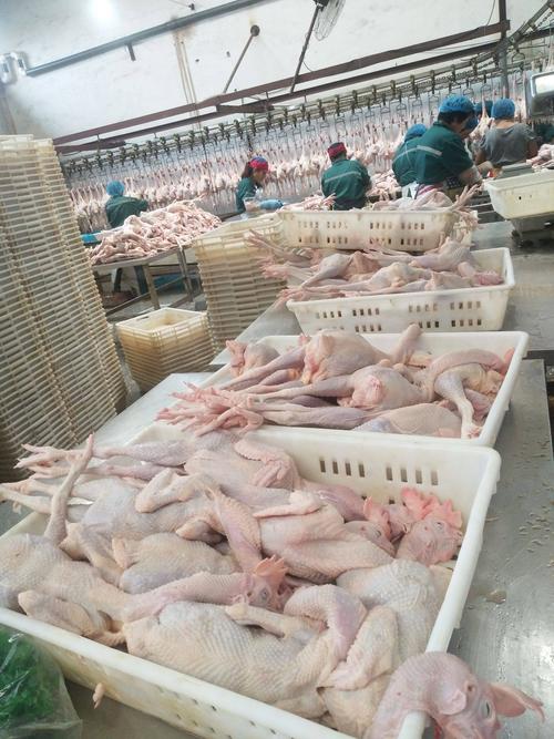 淘汰白色蛋鸡是什么品种？-第1张图片-宁夏农业信息网