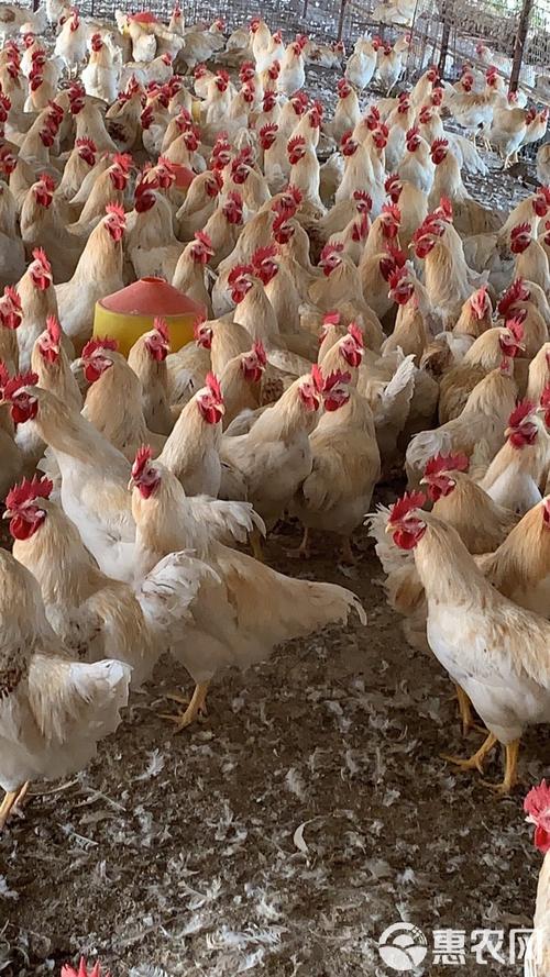 淘汰白色蛋鸡是什么品种？-第3张图片-宁夏农业信息网