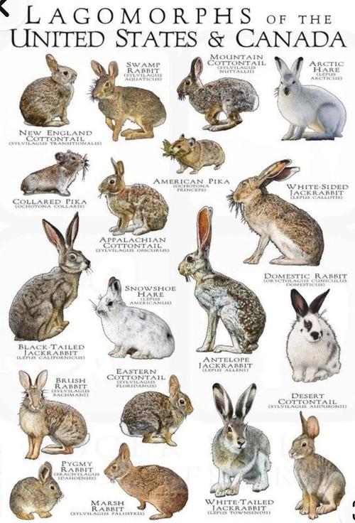 兔子分几种品种图片大全-第1张图片-宁夏农业信息网