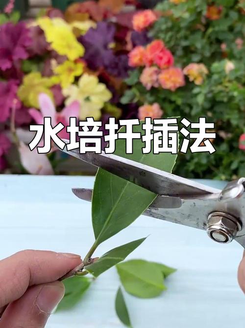 茶花扦插生根最快方法是什么？-第1张图片-宁夏农业信息网