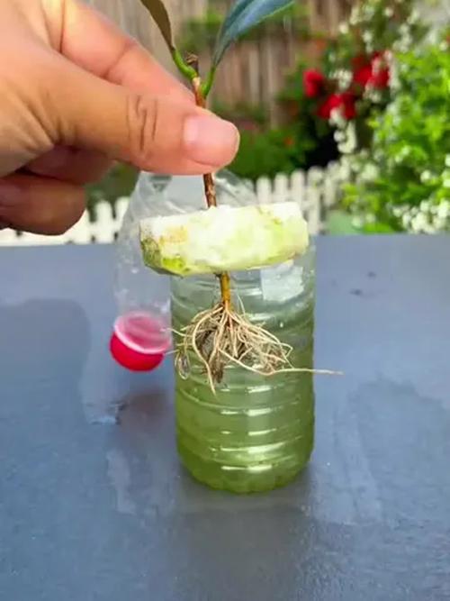 茶花扦插生根最快方法是什么？-第2张图片-宁夏农业信息网