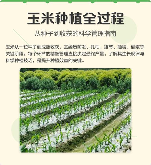 粘玉米何时种？怎么种才高产？-第2张图片-宁夏农业信息网