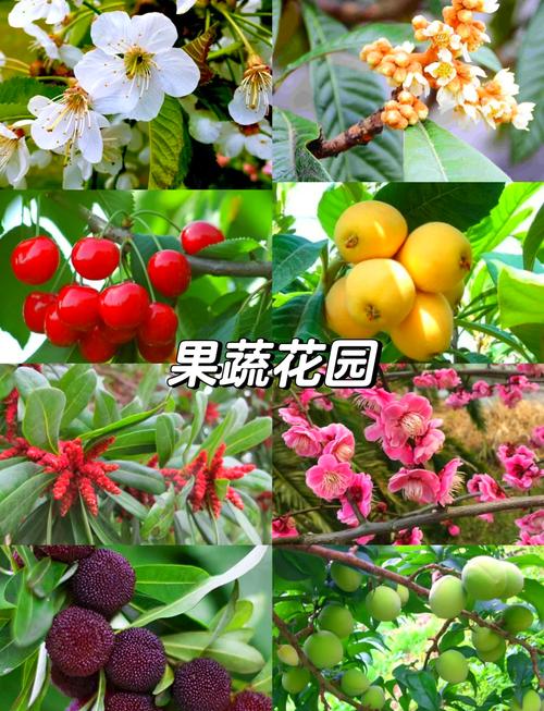 中国目前最好的果树品种有哪些？-第1张图片-宁夏农业信息网