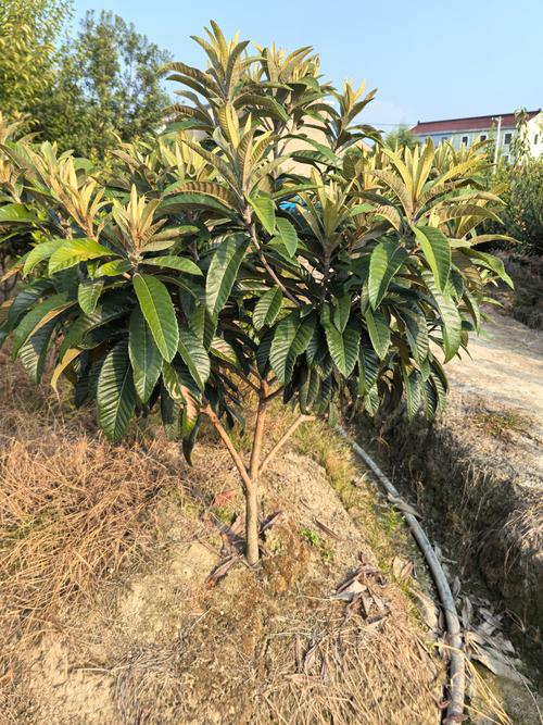 中国目前最好的果树品种有哪些？-第2张图片-宁夏农业信息网