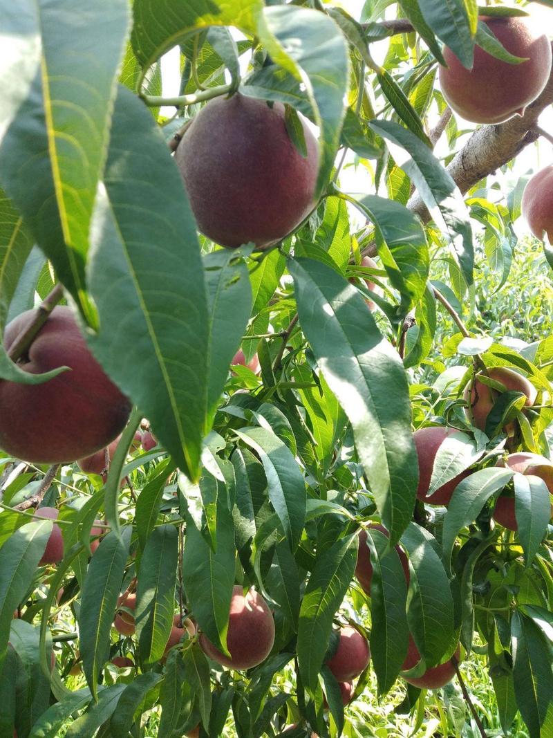 中国目前最好的果树品种有哪些？-第3张图片-宁夏农业信息网