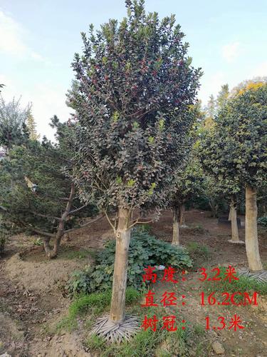 枸骨怎么种?养护要注意啥?-第1张图片-宁夏农业信息网 枸骨怎么种?养护要注意啥?-第1张图片-宁夏农业信息网