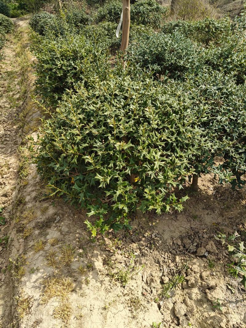 枸骨怎么种?养护要注意啥?-第2张图片-宁夏农业信息网 枸骨怎么种?养护要注意啥?-第2张图片-宁夏农业信息网