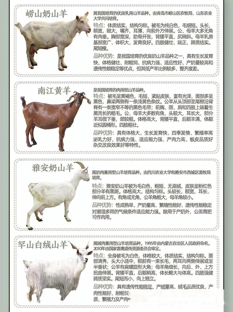 本地山羊品种有哪些？附图片。-第2张图片-宁夏农业信息网