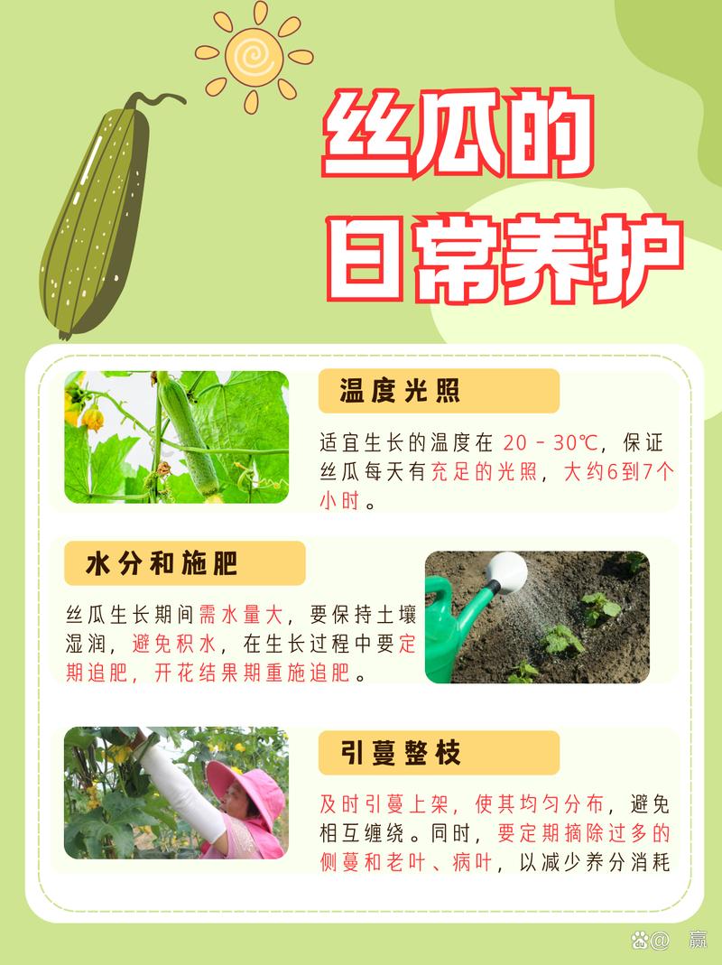 丝瓜的种植方法和时间种-第1张图片-宁夏农业信息网