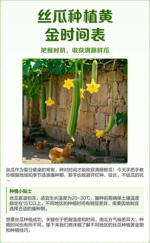 丝瓜的种植方法和时间种-第2张图片-宁夏农业信息网