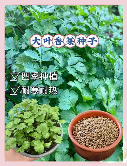 冬天香菜怎么种？步骤方法有哪些？-第1张图片-宁夏农业信息网