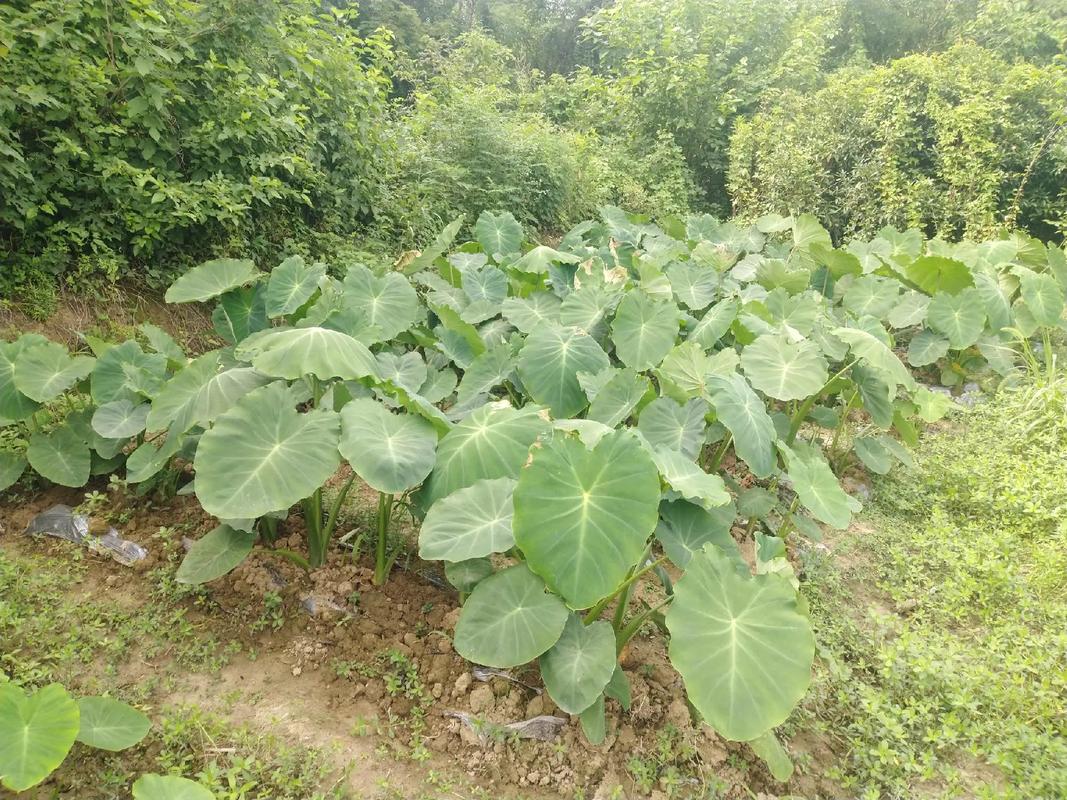 家庭种芋头选什么品种好？-第1张图片-宁夏农业信息网