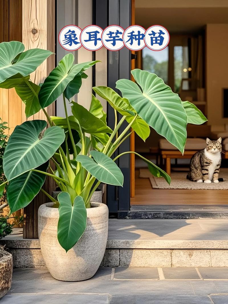 家庭种芋头选什么品种好？-第2张图片-宁夏农业信息网