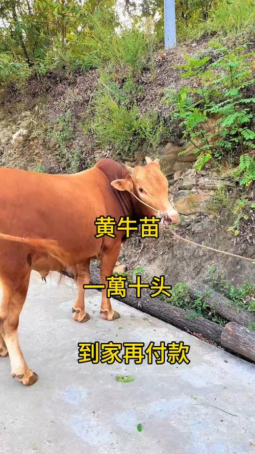 南方适合养什么黄牛品种？-第2张图片-宁夏农业信息网