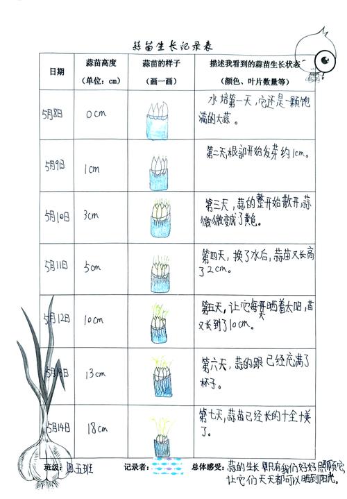 蒜苗水培怎么种？时间、方法有哪些？-第2张图片-宁夏农业信息网