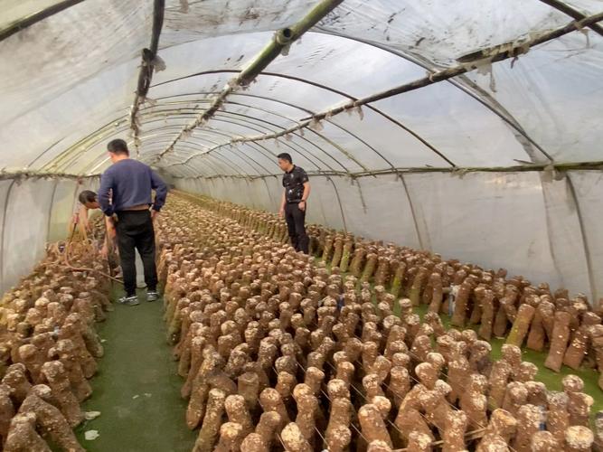 168香菇品种怎么栽培？高产技术有哪些？-第1张图片-宁夏农业信息网