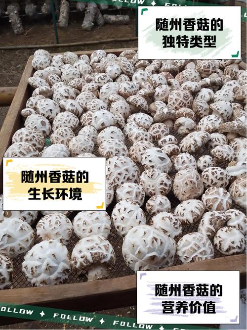 168香菇品种怎么栽培？高产技术有哪些？-第2张图片-宁夏农业信息网