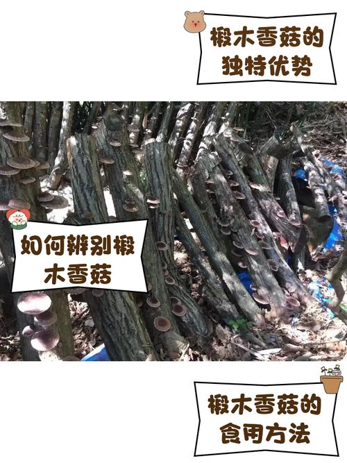 168香菇品种怎么栽培？高产技术有哪些？-第3张图片-宁夏农业信息网