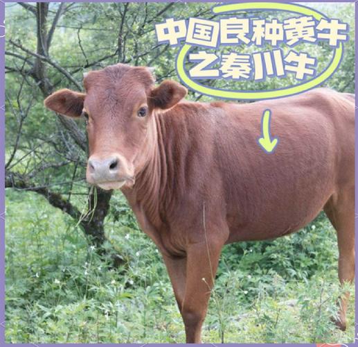 我国主要黄牛品种有哪些？-第1张图片-宁夏农业信息网