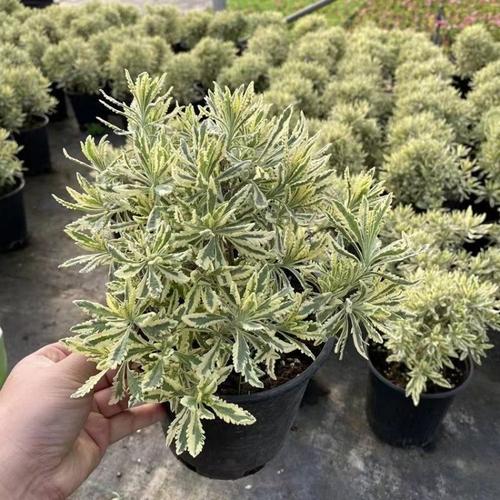 盆栽薰衣草哪些品种最耐寒？-第1张图片-宁夏农业信息网