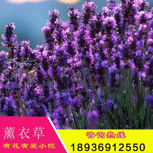 盆栽薰衣草哪些品种最耐寒？-第2张图片-宁夏农业信息网