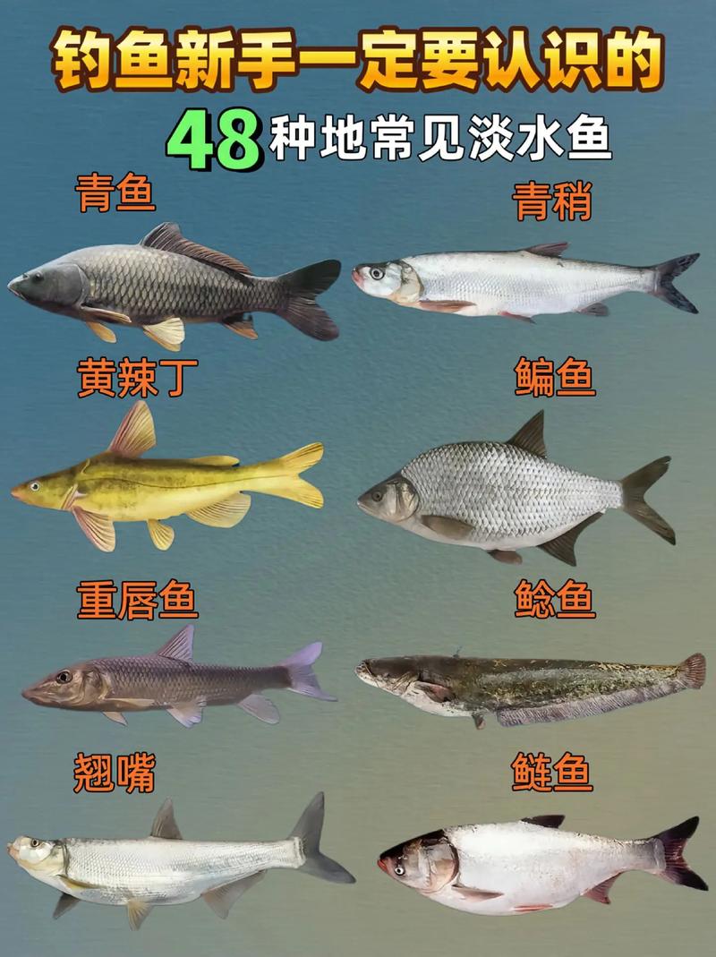 浙江淡水鱼品种有多少种？-第2张图片-宁夏农业信息网