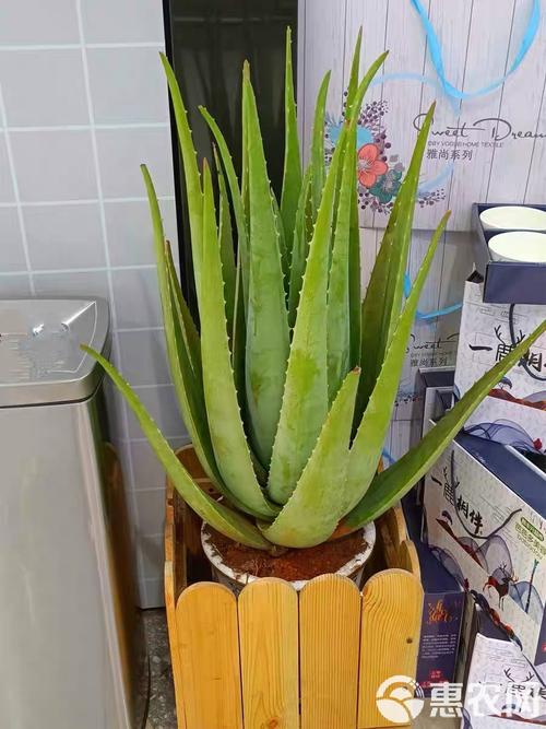 库拉索芦荟哪个品种最好？-第2张图片-宁夏农业信息网