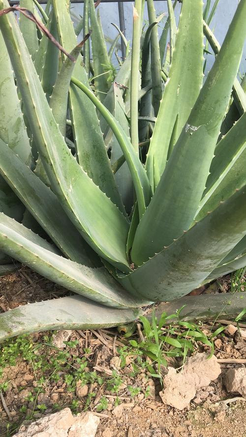 库拉索芦荟哪个品种最好？-第3张图片-宁夏农业信息网