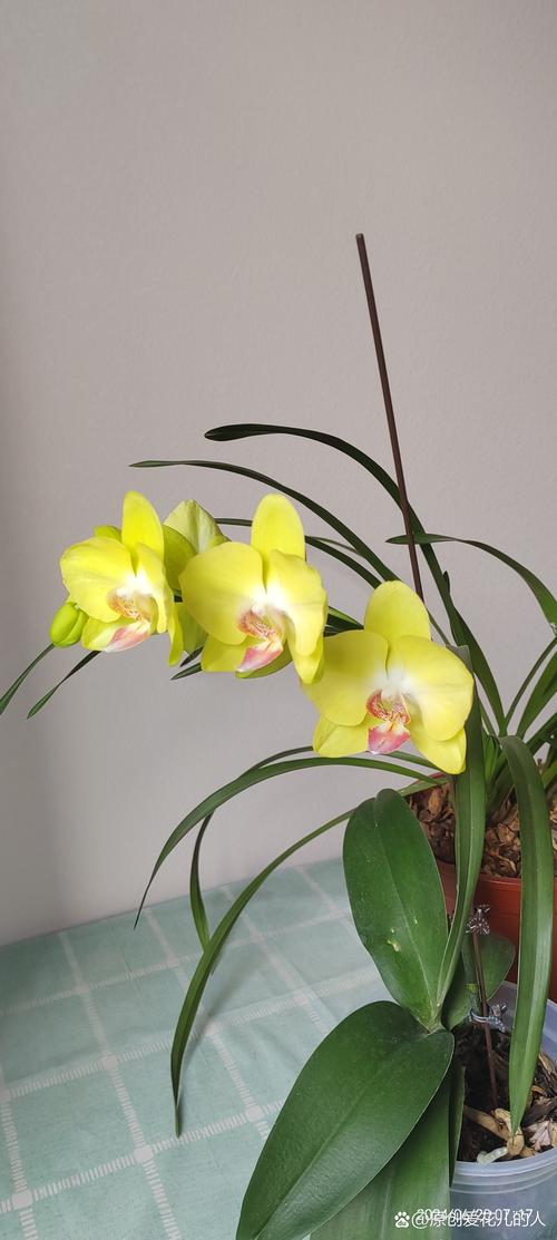 法国兰花有哪些常见品种？-第2张图片-宁夏农业信息网