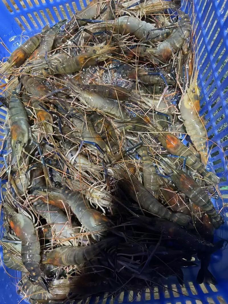 北方水产养殖常见品种有哪些？-第3张图片-宁夏农业信息网