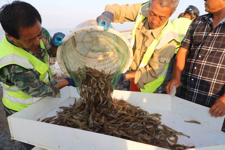 北方水产养殖常见品种有哪些？-第1张图片-宁夏农业信息网