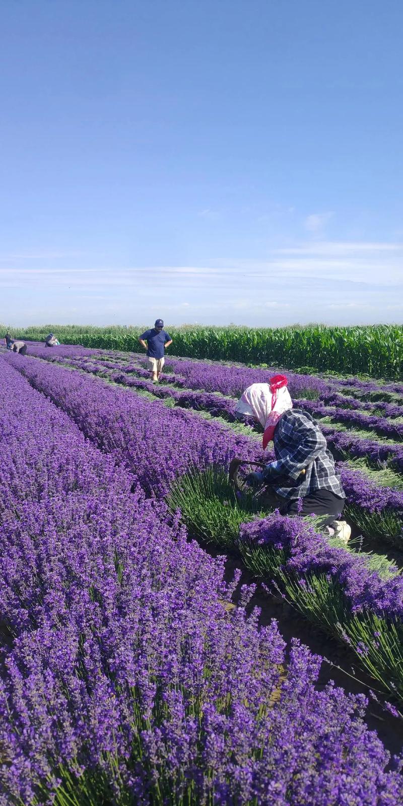 中国适合种植哪些薰衣草品种？-第1张图片-宁夏农业信息网